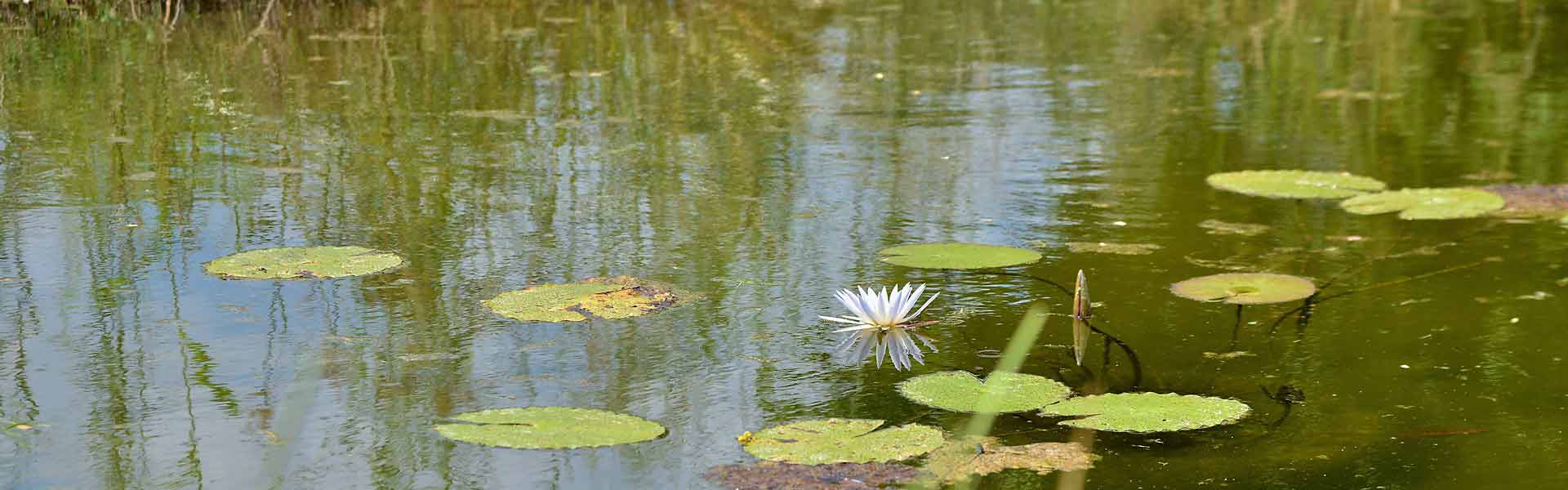 Muchenje Campsite & Cottages