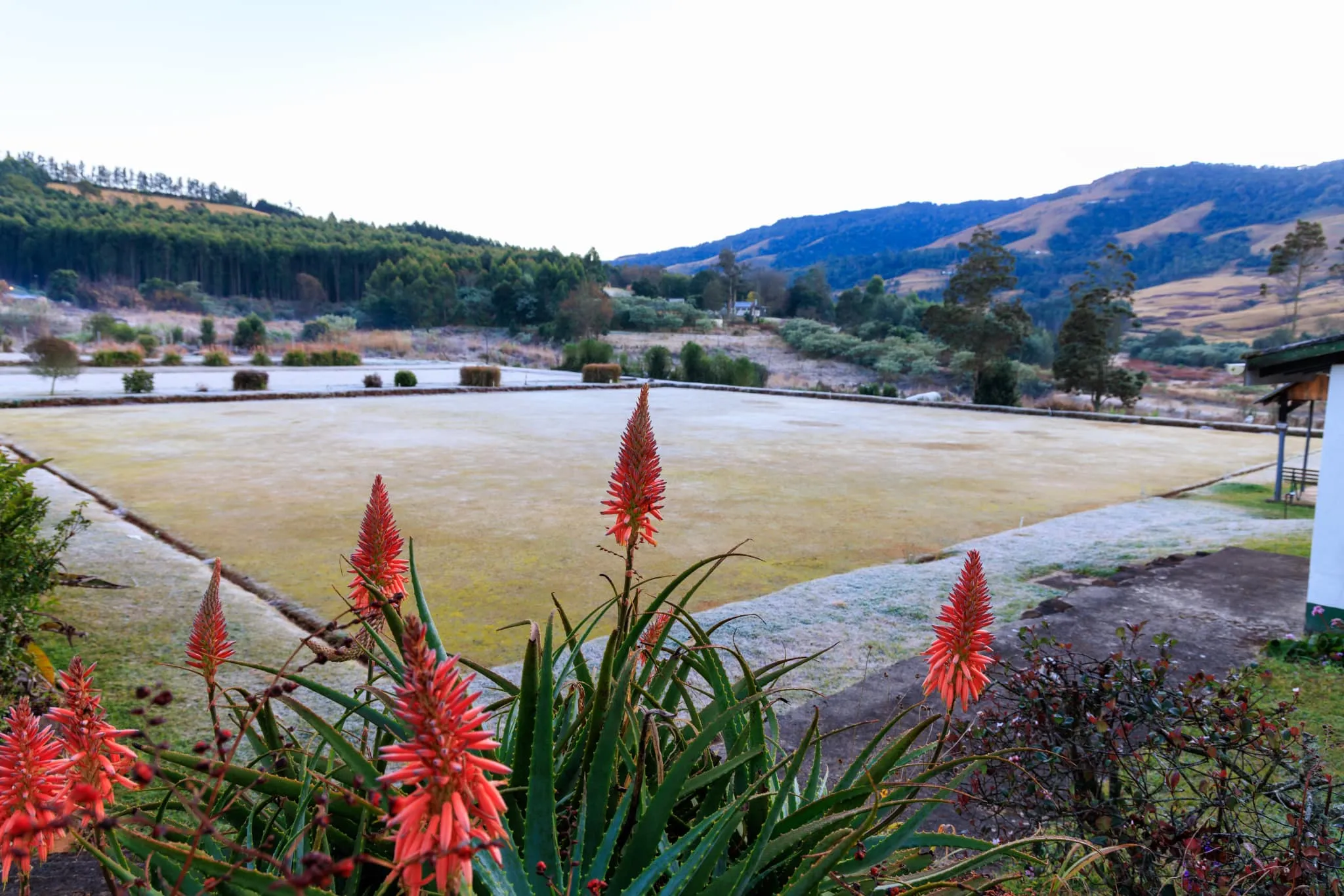 Red flowers in foreground frosty field and distant mountains in background