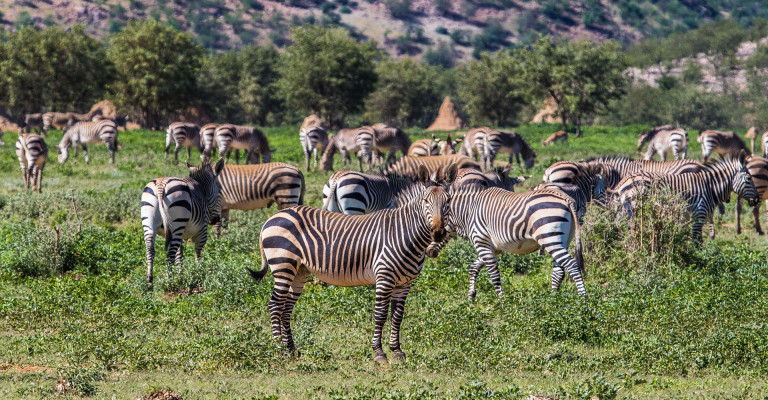 Hobatere Lodge