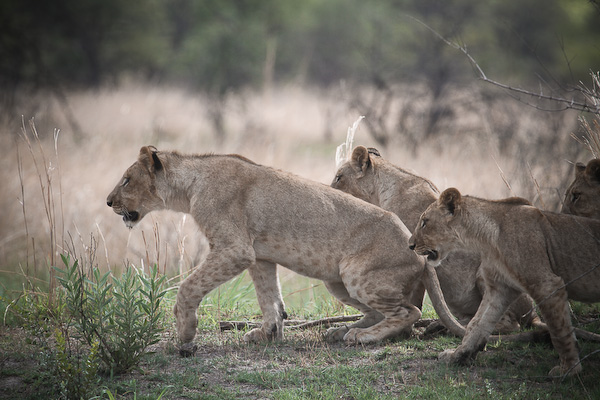 Jackalberry Tented Camp