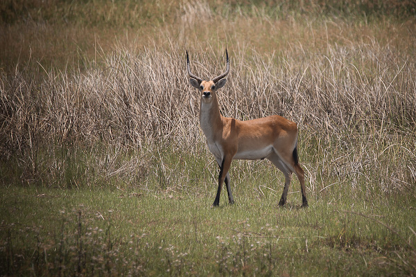 Jackalberry Tented Camp