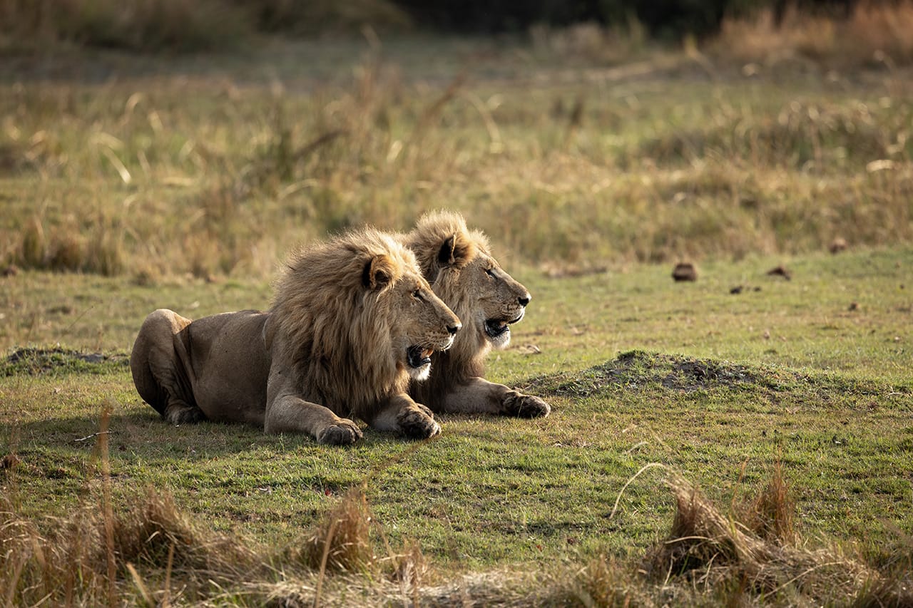 Jackalberry Tented Camp