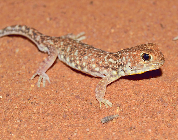 Kalahari Bush Breaks Lodge