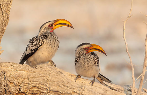 Kalahari Bush Breaks Lodge