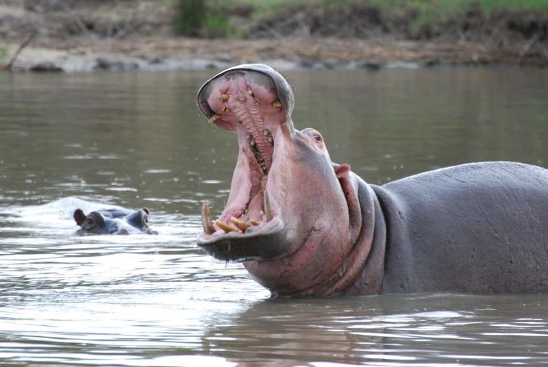 Elephant Coast Guesthouse