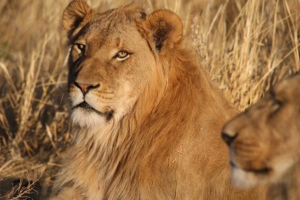 Mount Etjo Safari Lodge