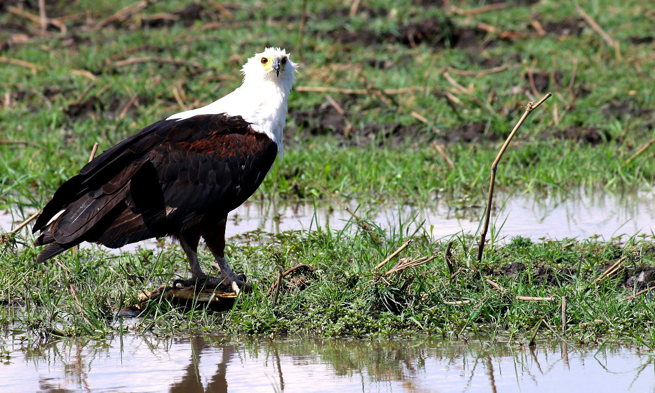 Nyime Safari Lodge