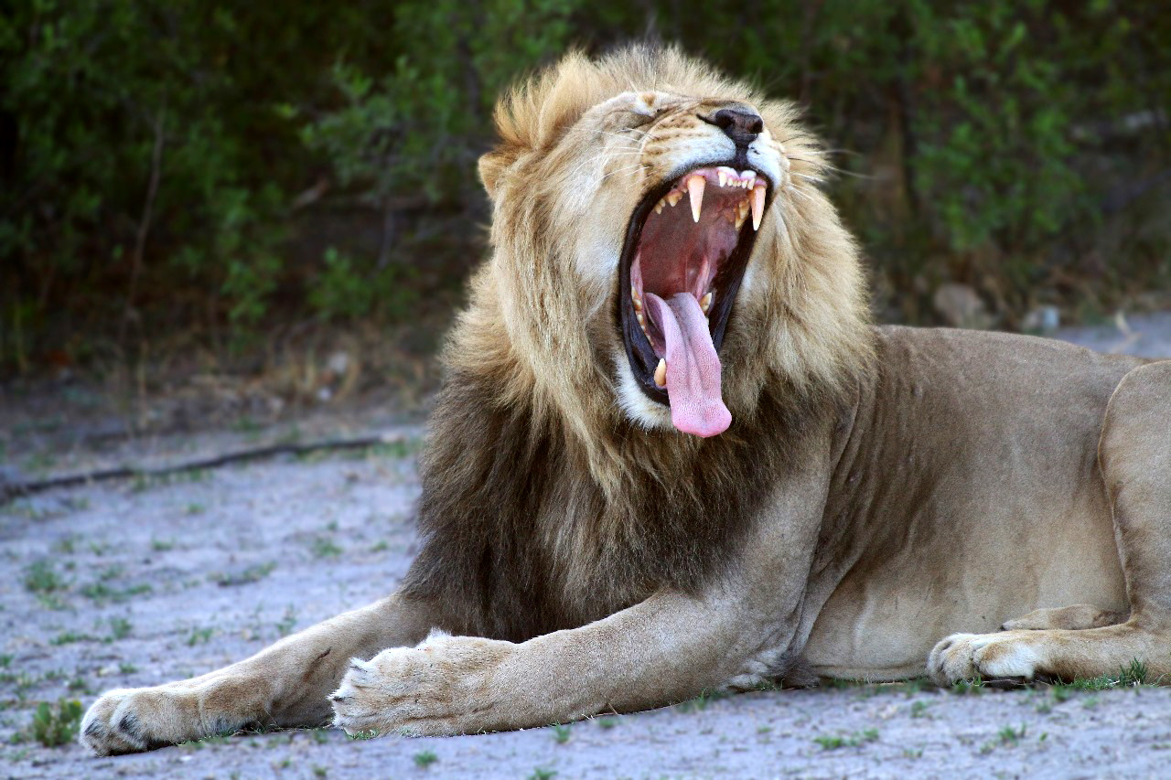 Nyime Safari Lodge