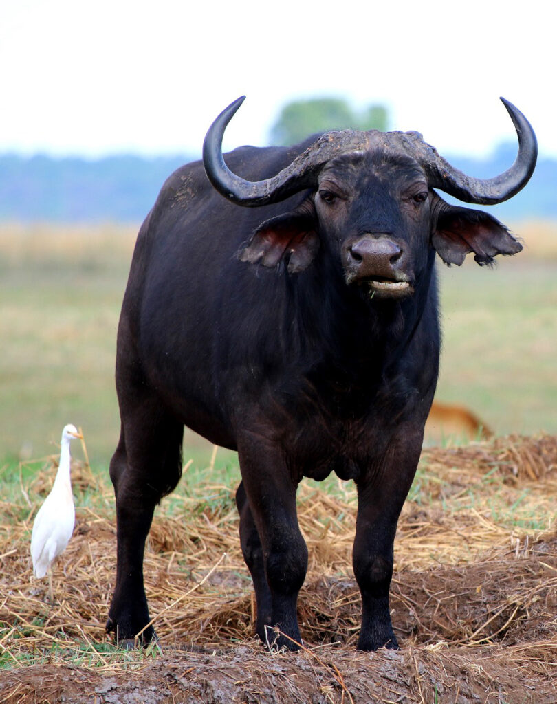 Nyime Safari Lodge