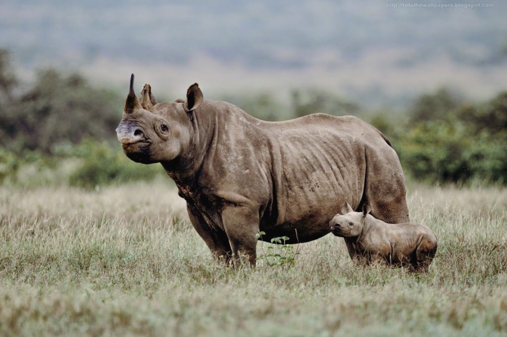 Ohorongo Private Game Reserve