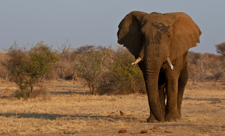 Makanyane Safari Lodge