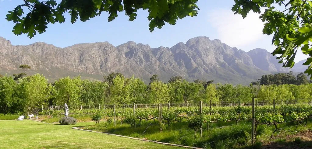Vineyard with mountains in the background framed by tree branches