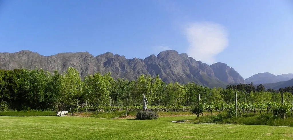 Vineyard with mountains in the background under a clear blue sky