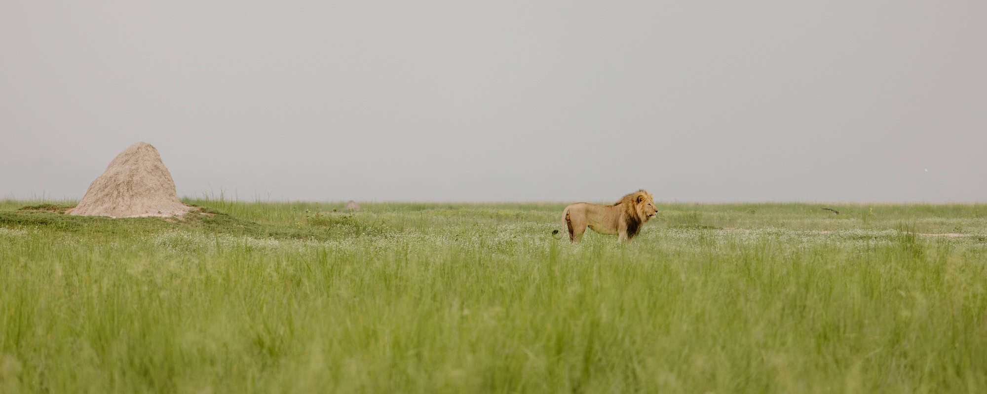 Buffalo Private Collection