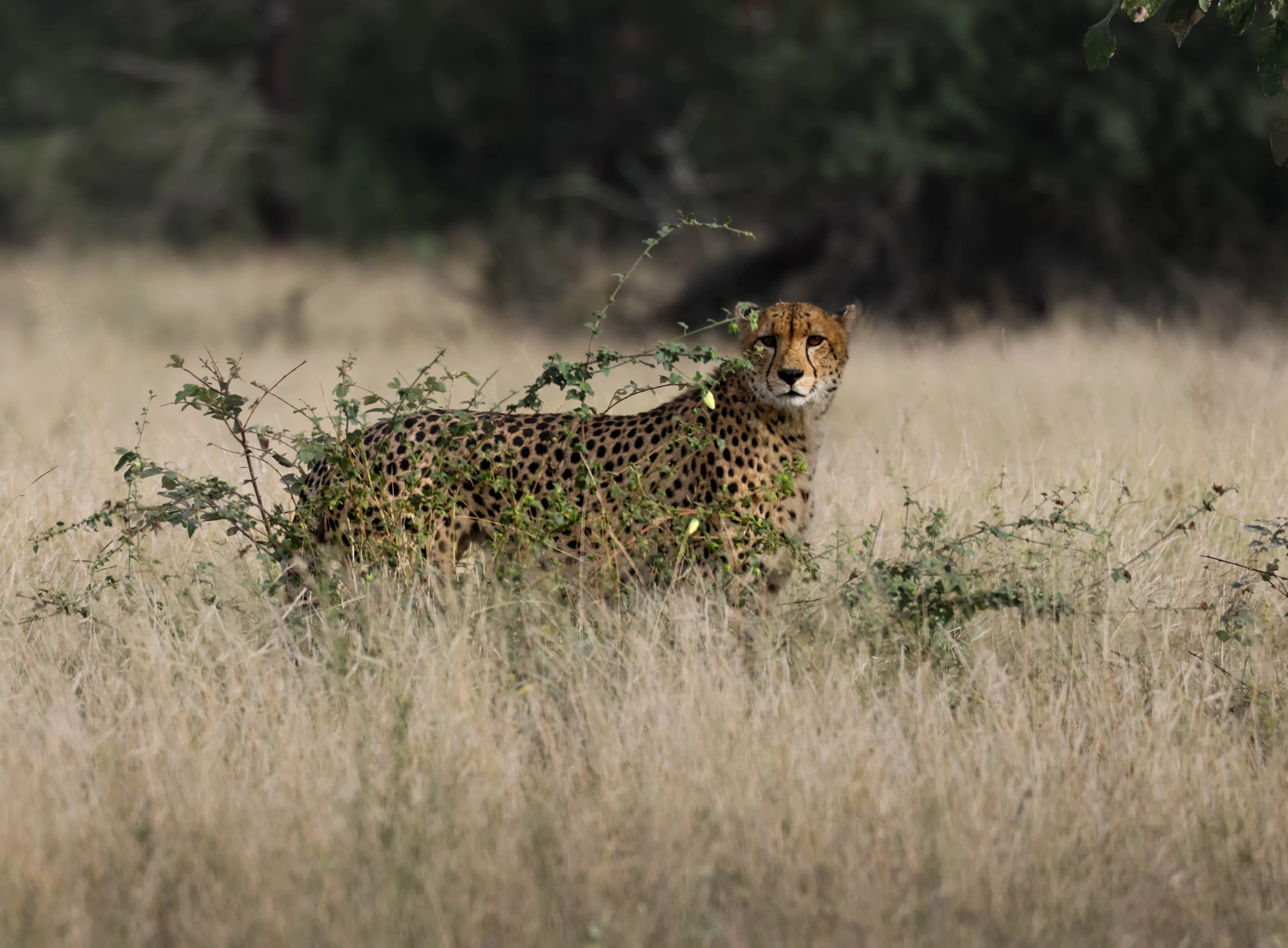Ximuwu Safari Lodge