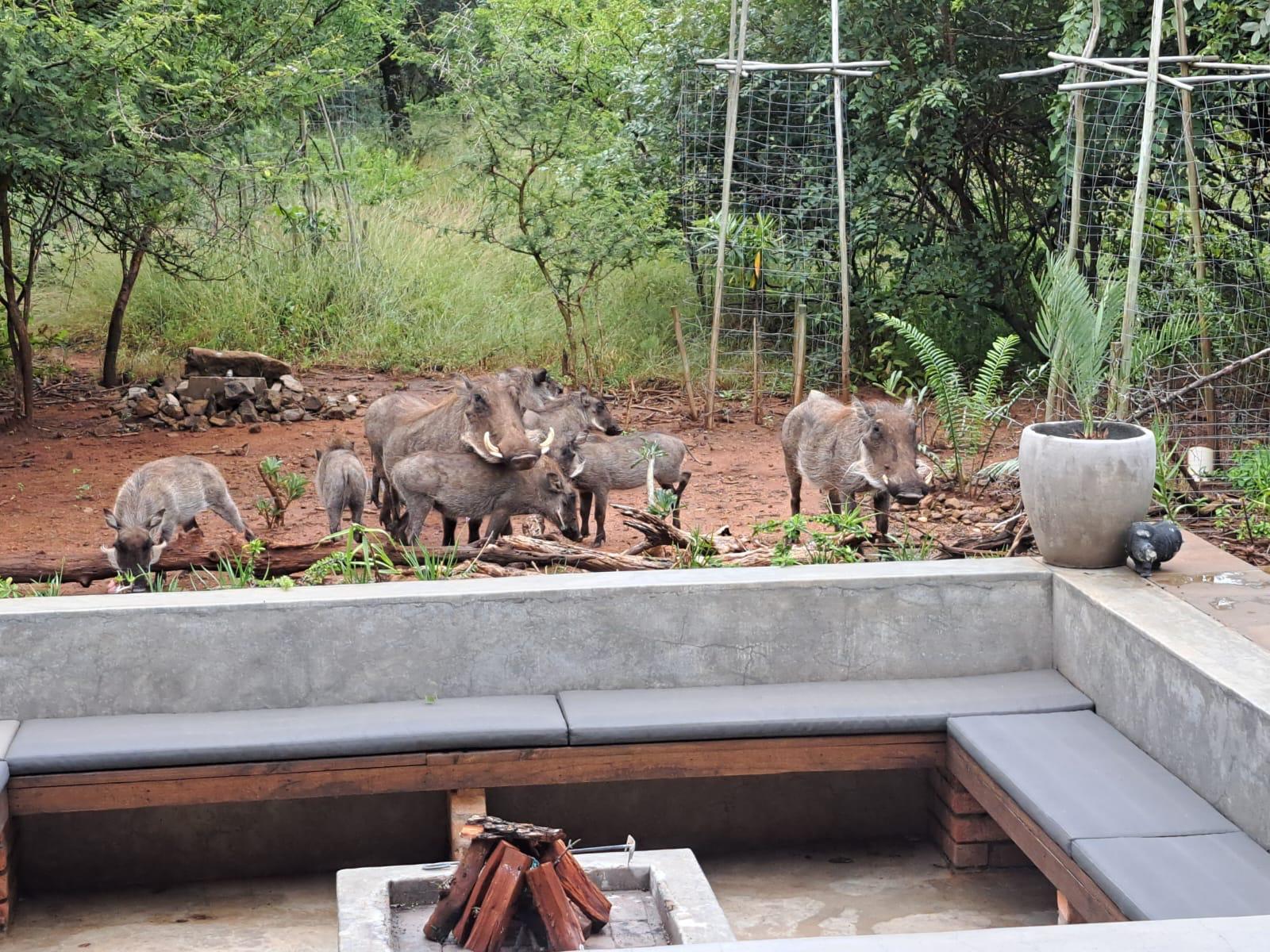 Pumba Lodge