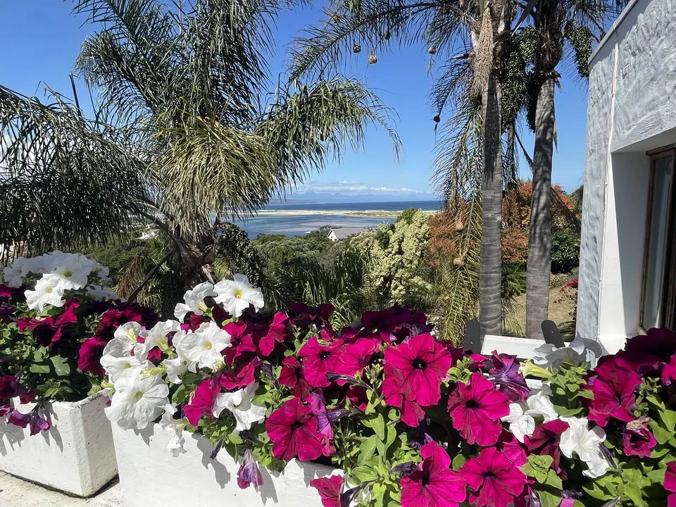 Colorful flowers in pots with palm trees and ocean view in the background