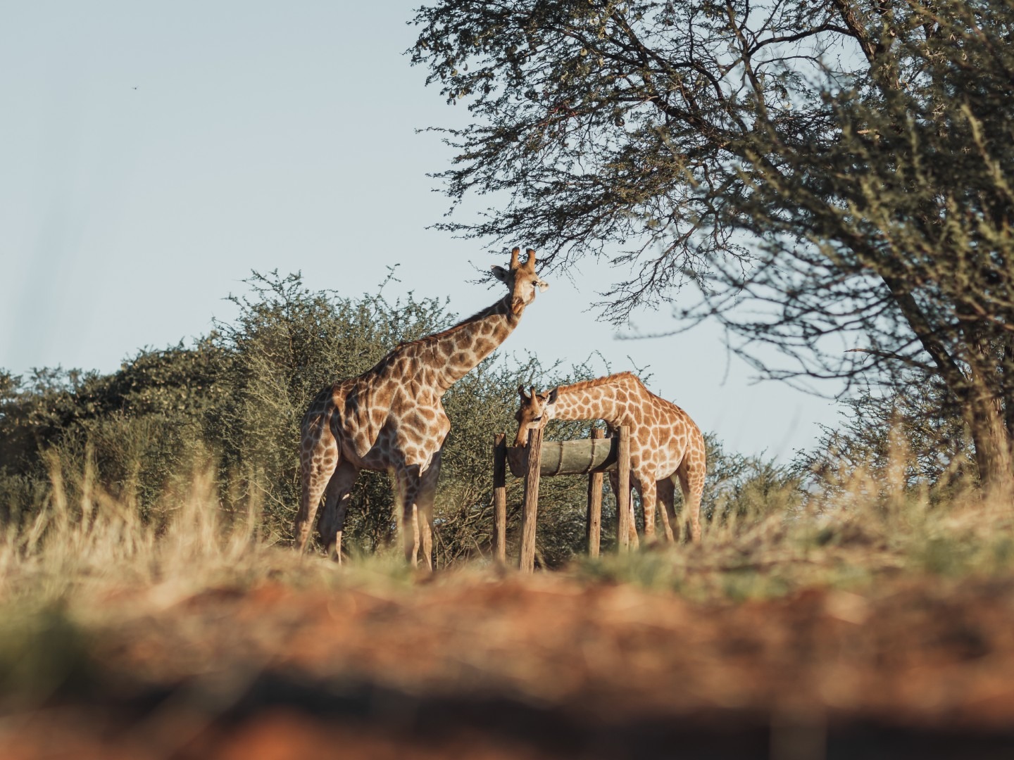 Jansen Kalahari Guest Farm