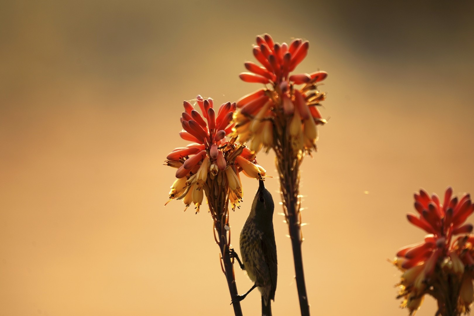 Jansen Kalahari Guest Farm