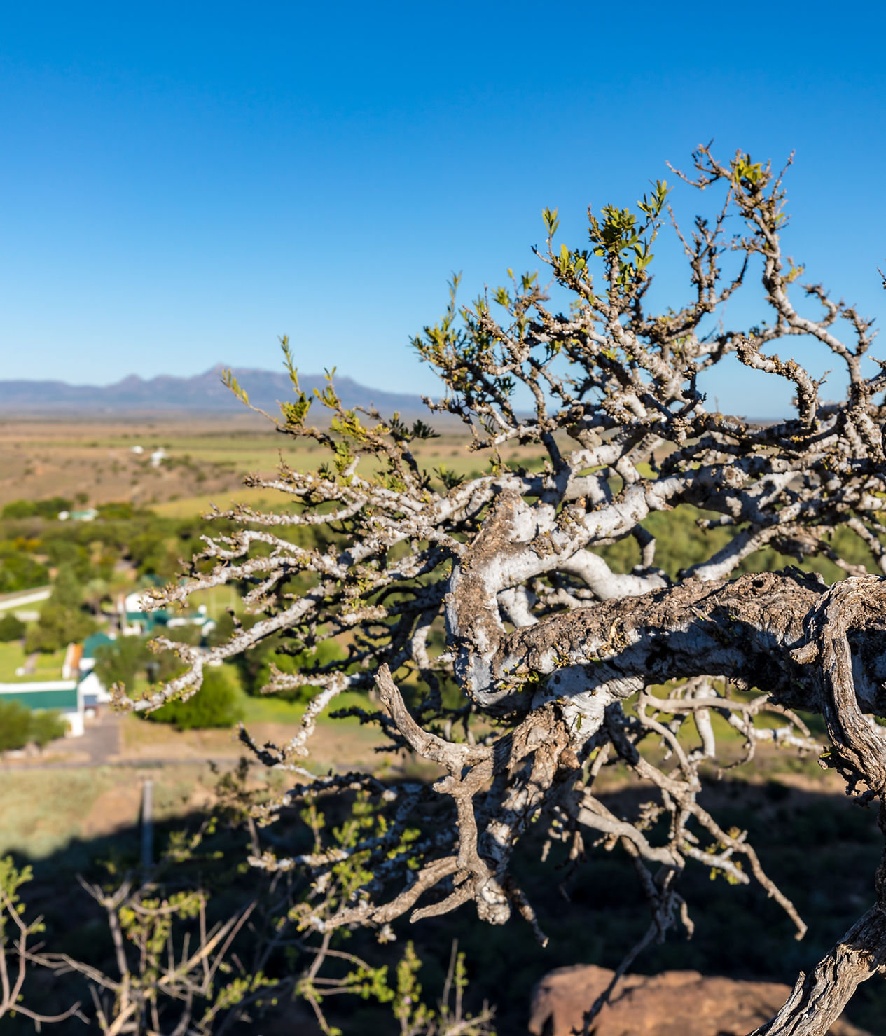 Kransplaas Game Lodge