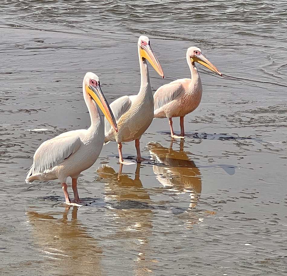 Ngandu at Sea