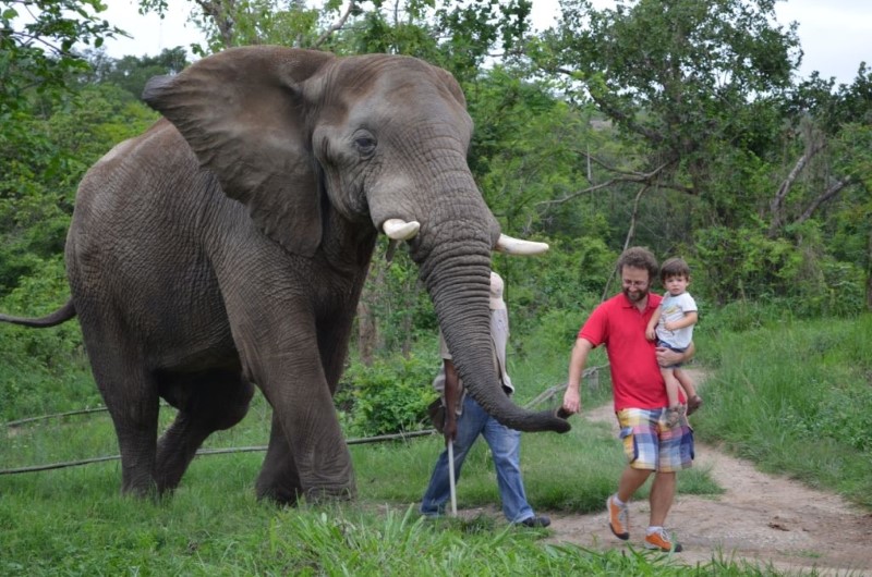 Hazyview Buffalo Game Lodge