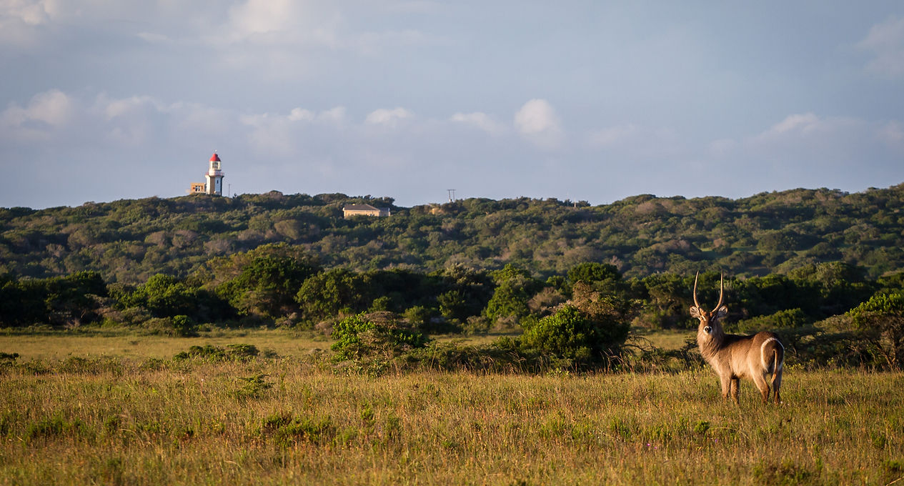 Fort D'Acre Reserve - Hunter's Lodge