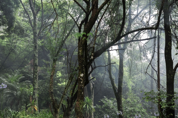 Forest Bird Lodge