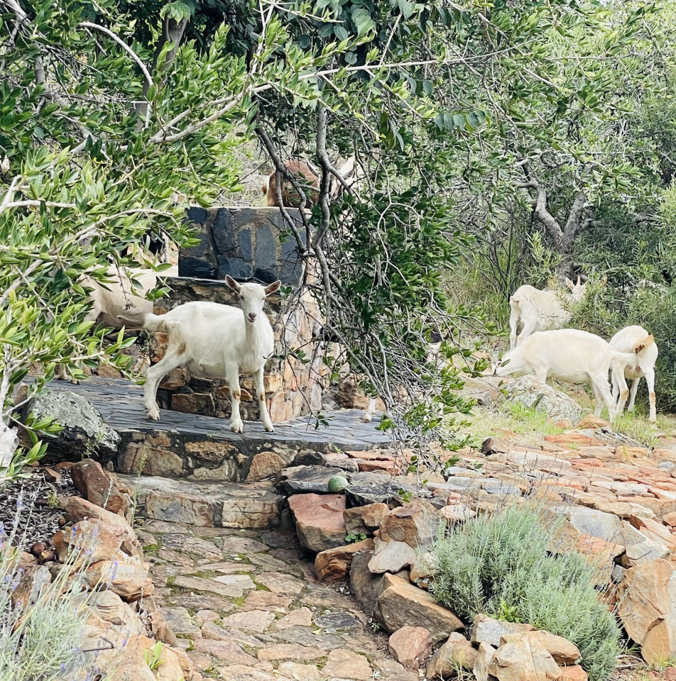 Kokopelli Farm
