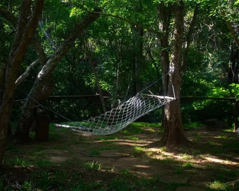 Hammock strung between trees in a shaded forest area