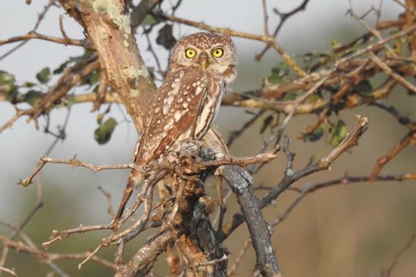 Owl Spot