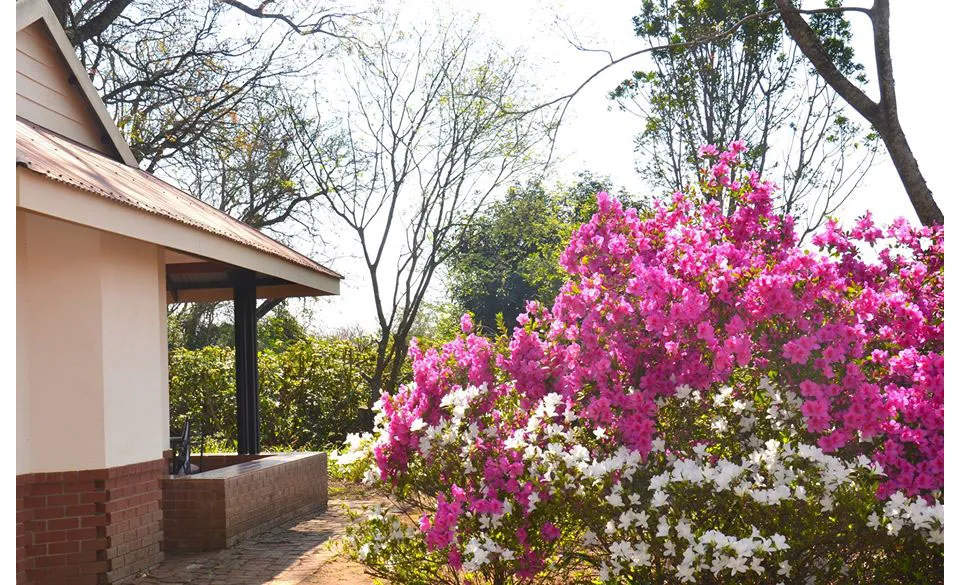 House with a garden of pink and white flowers in bloom
