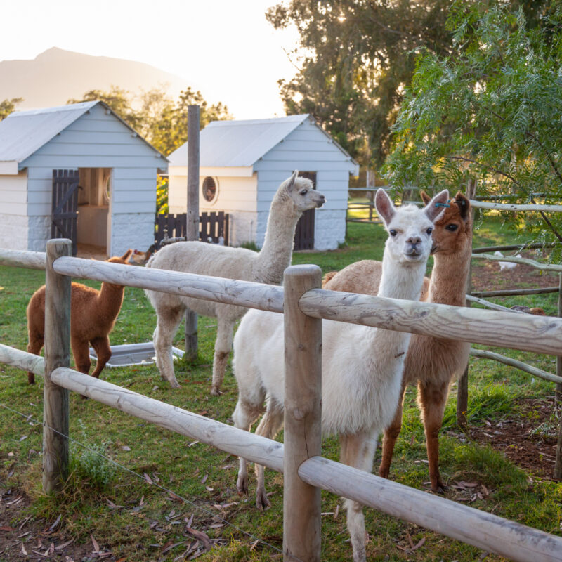 Rivergate Guest Farm