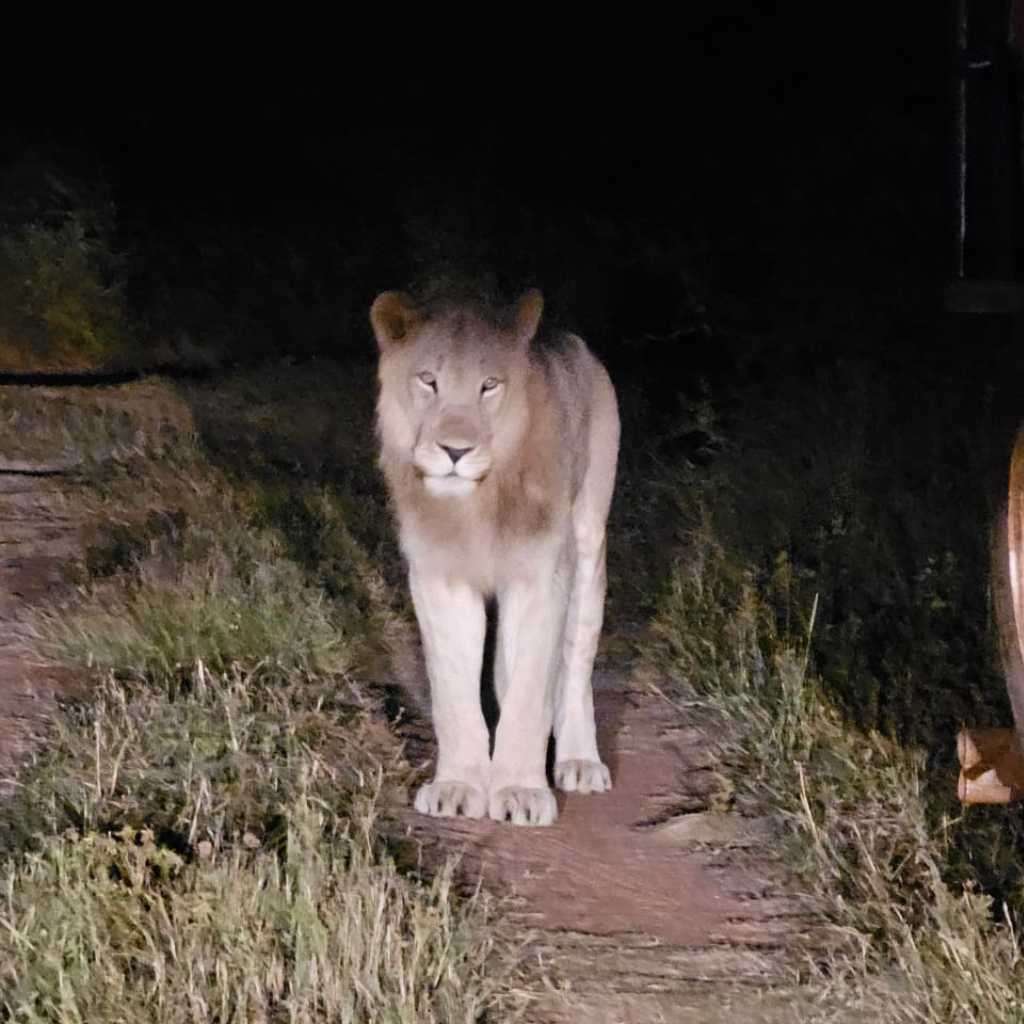 Tshikwalo Game Lodge