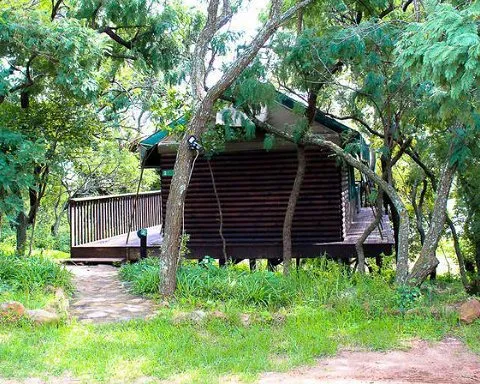 Wooden cabin on stilts surrounded by trees and greenery in a forest setting