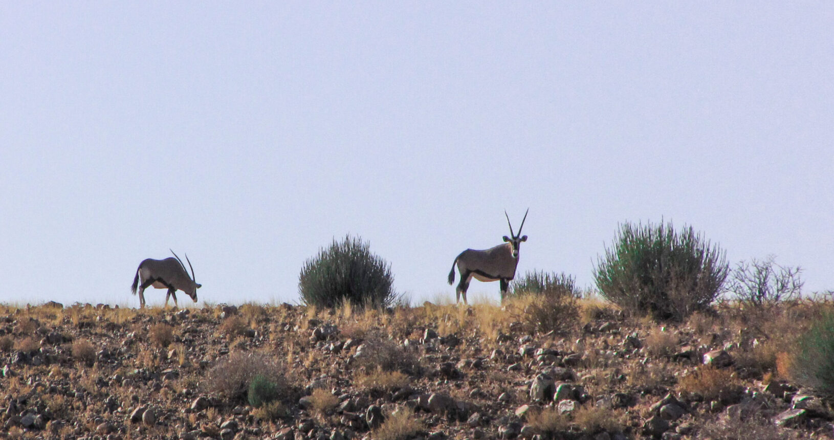 Mount Canyon Guest Farm