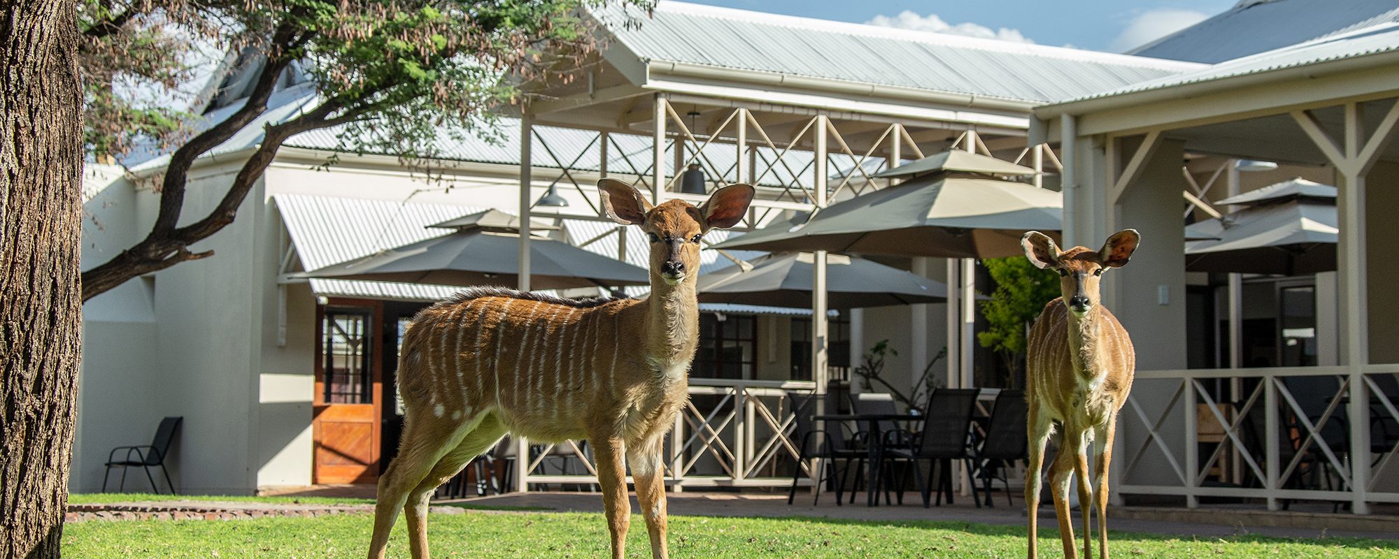 Otjibamba Safari Lodge in Otjiwarongo 5