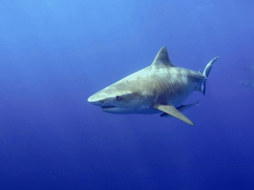 Underwater Explorers in Ponta Do Ouro 4