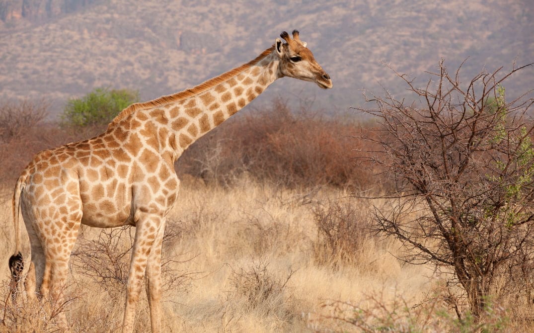 Gabus Safari Lodge