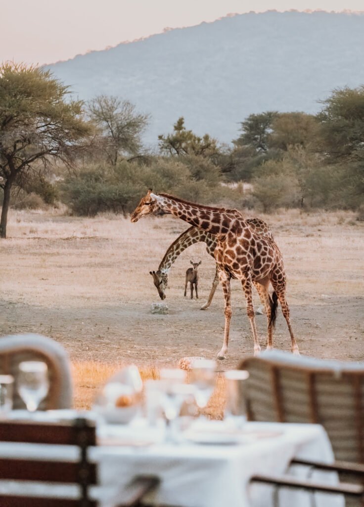 Gabus Safari Lodge