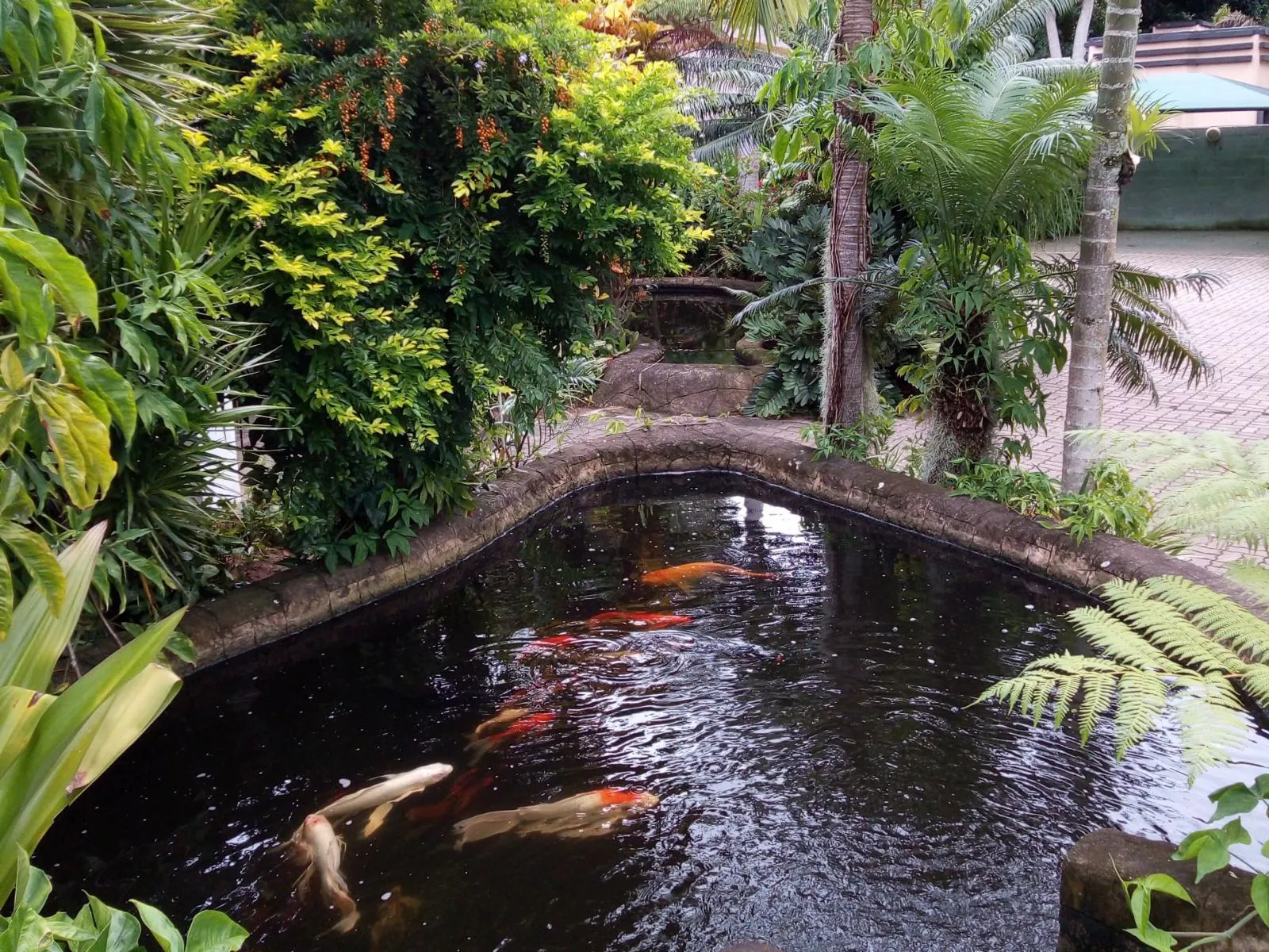 Koi fish in a pond surrounded by lush greenery