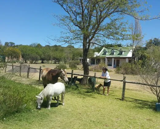 Two horses grazing near a tree with a person standing nearby in a yard