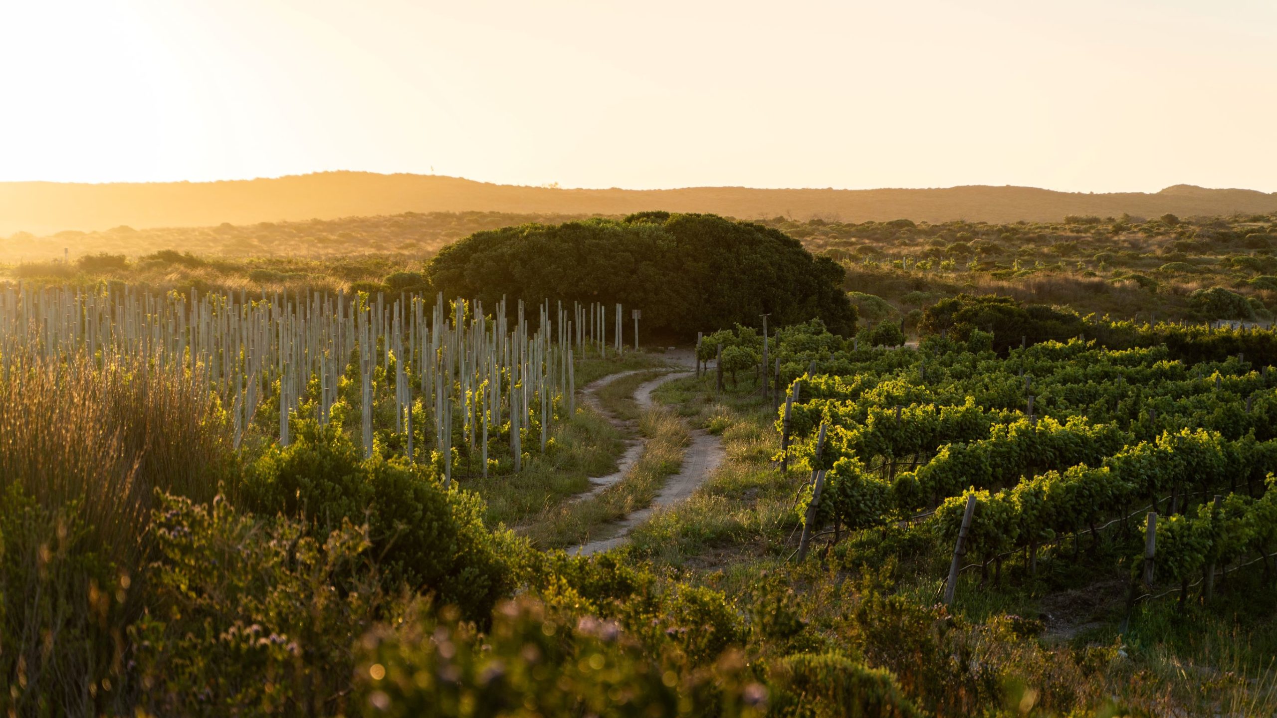 Springfontein Wine Estate
