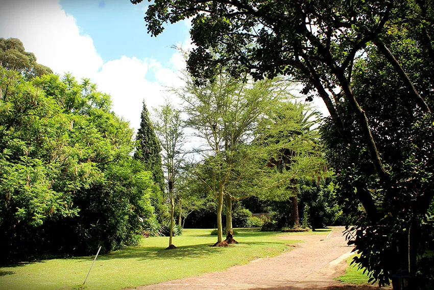 Pathway through a lush green park with tall trees and a blue sky