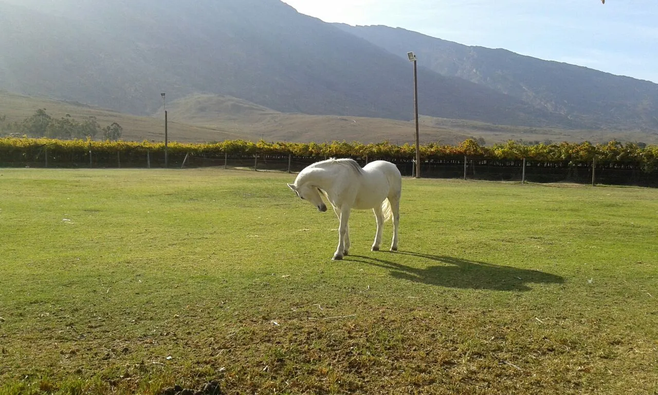 White horse grazing on green field with mountains in the background