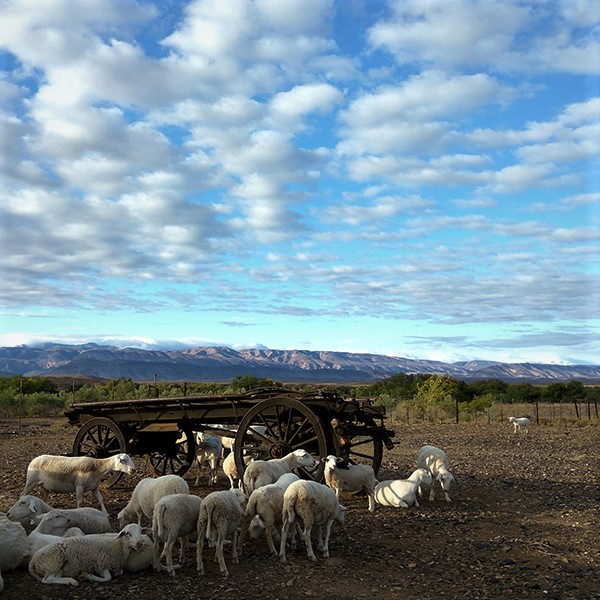 Wolvekraal Guest Farm