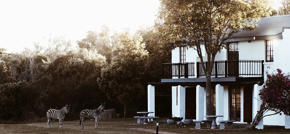 Zebras in front of a white house with trees and bushes