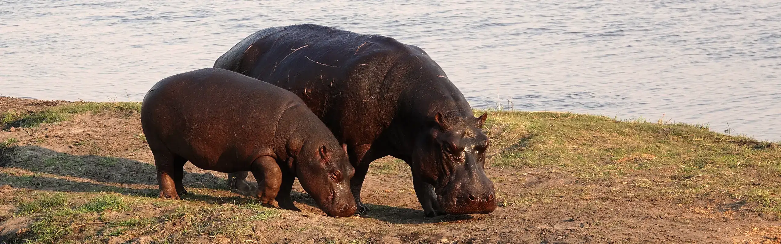 Hippo Paradise Lodge & Campsite