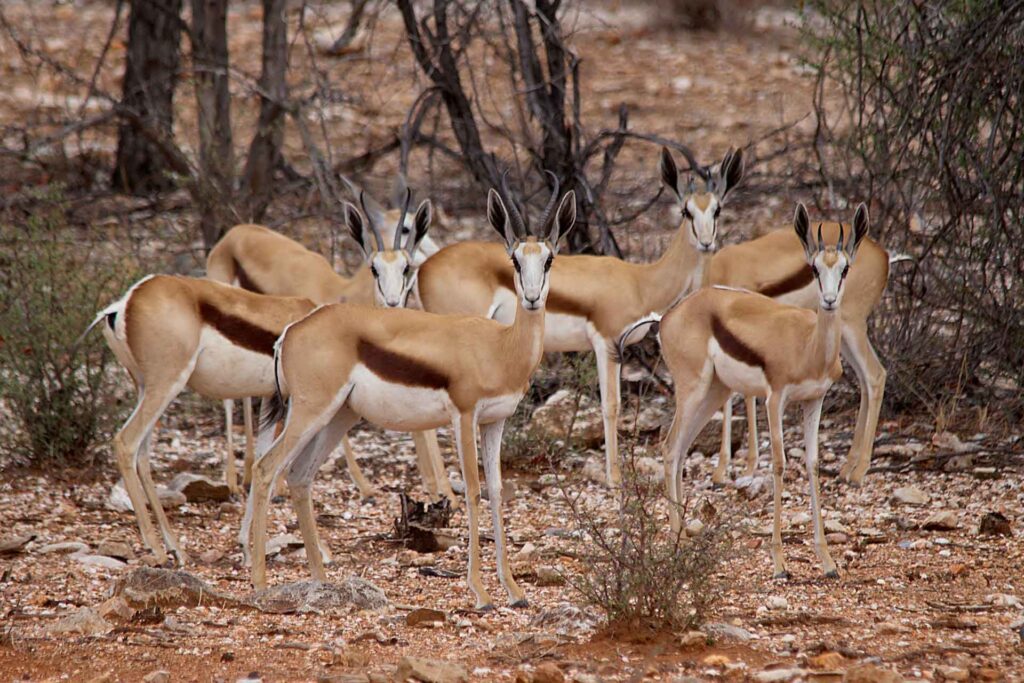 Kifaru Luxury Lodge & Bush Camp