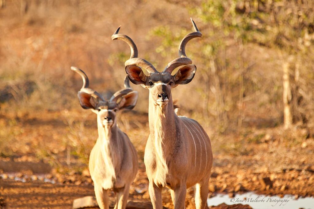 Kifaru Luxury Lodge & Bush Camp